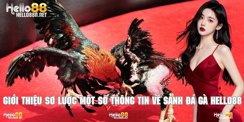 Giới thiệu sơ lược một số thông tin về sảnh đá gà Hello88