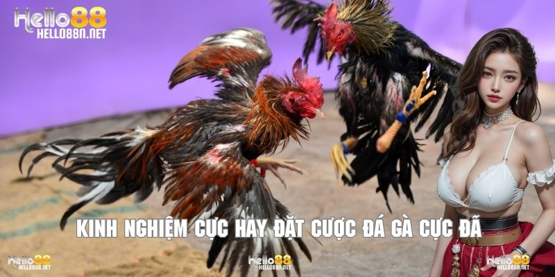 Kinh nghiệm cực hay đặt cược đá gà cực đã