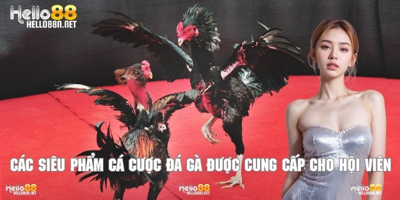 Các siêu phẩm cá cược đá gà được cung cấp cho hội viên